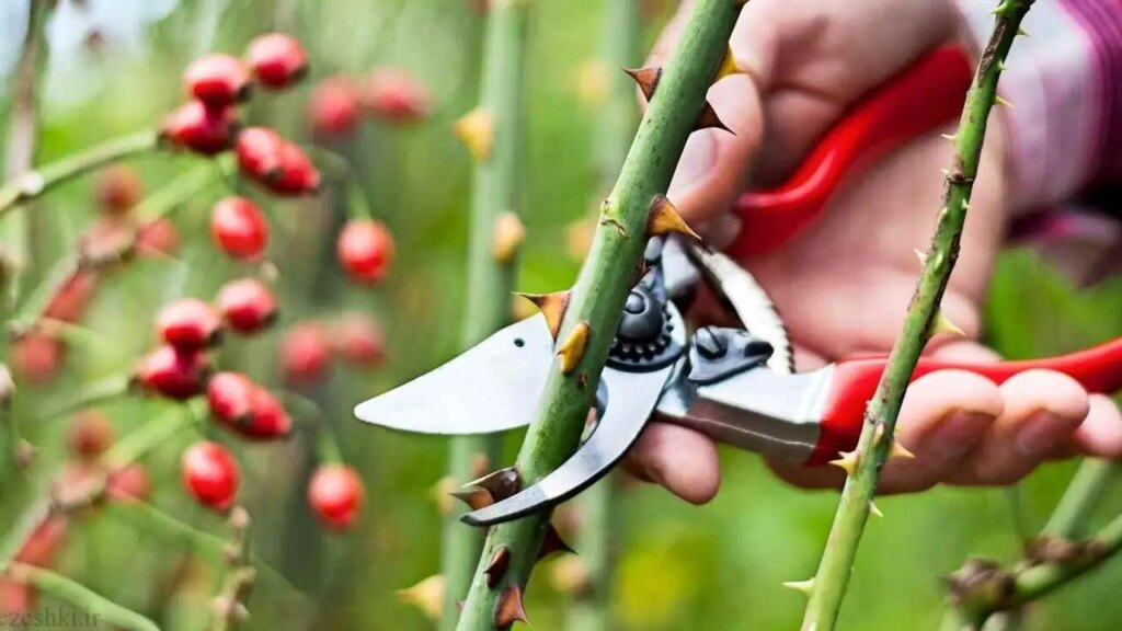 Hai delle rose nel tuo giardino? Ecco cosa devi fare
