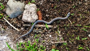 Allerta vipere in giardino: ecco cosa può accadere se ne trovi una