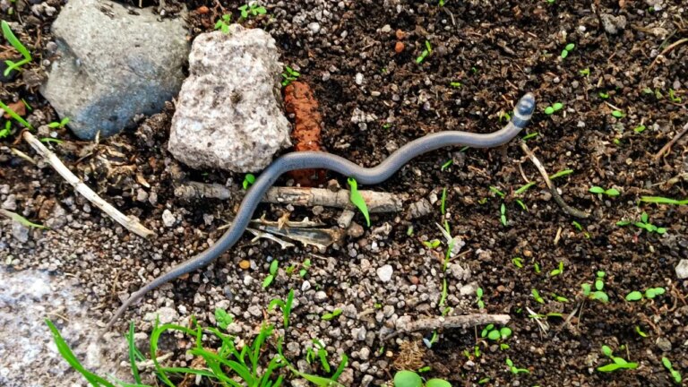 Allerta vipere in giardino: ecco cosa può accadere se ne trovi una