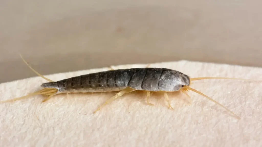 Come riconoscere i segni di un’infestazione di pesciolini d’argento: ecco cosa devi sapere