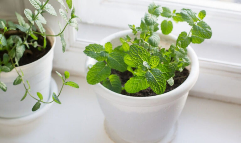 Il trucco per avere menta sempre fresca e profumata