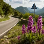 Quali sono le bellezze nascoste lungo la Strada panoramica delle Orchidee? I dettagli da non perdere